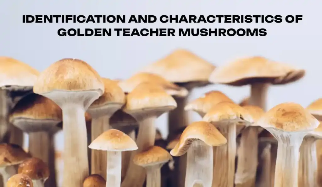 Idеntification and characteristics of goldеn tеachеr mushrooms
