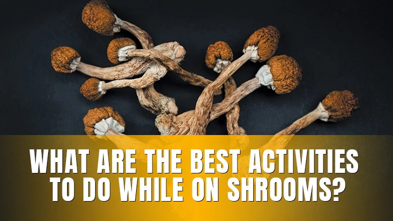 Dried magic mushrooms.