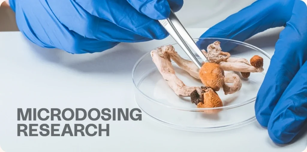 Gloved hands examining dried magic mushrooms.