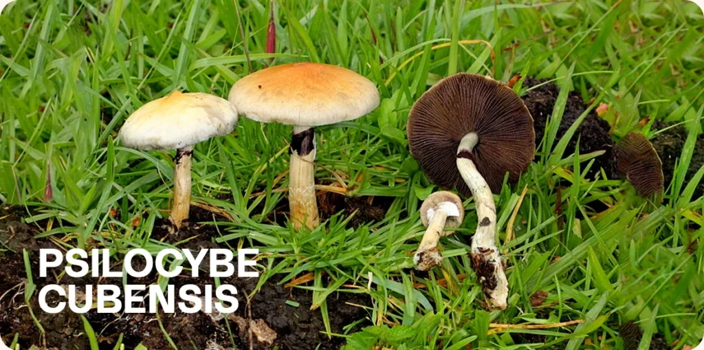 Psilocybe cubensis growing in nature.
