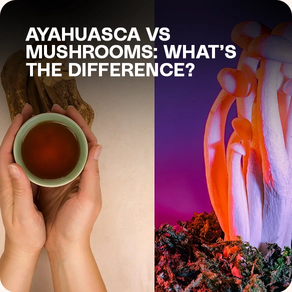 Magic Mushrooms and Ayahuasca